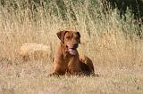 RODESIAN RIDGEBACK 247